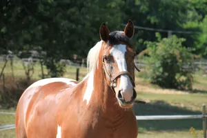 Paradis du Cheval - Photo 1