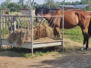Paradis du Cheval - Photo 5