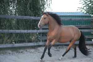 Paradis du Cheval - Photo 4